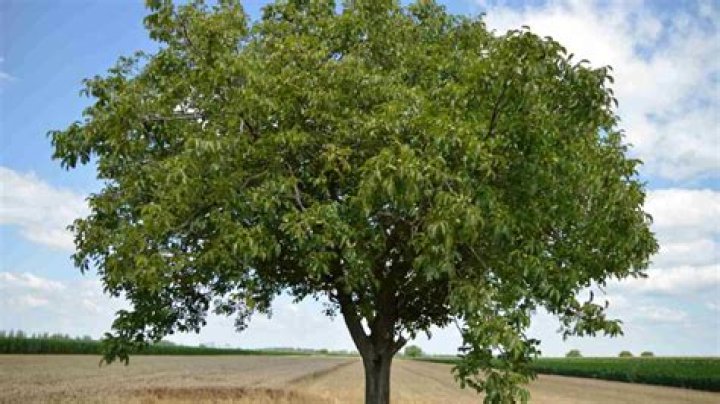 What is the wood of a walnut tree used in Kashmir?