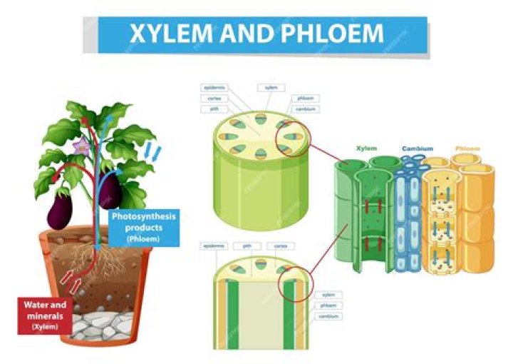 What is the xylem and phloem in celery?