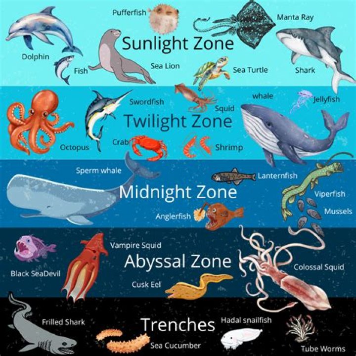 What is the zone in music?