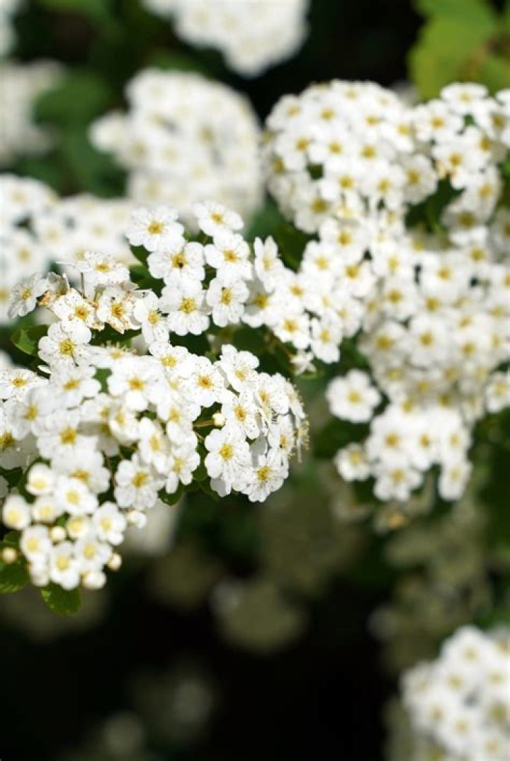What is this plant with little white flowers?