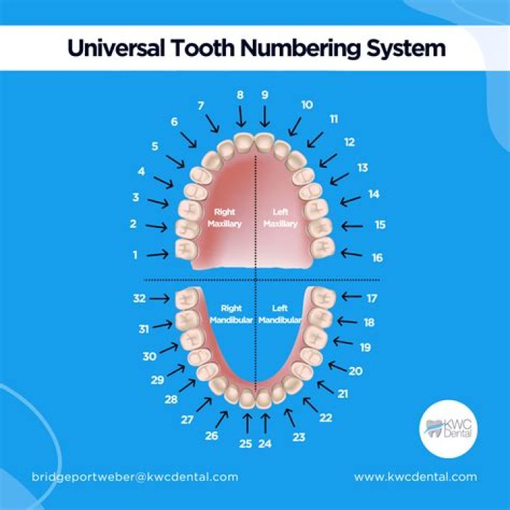 What is tooth number 26 called?