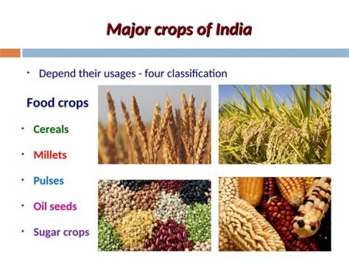 What is traditional crops of Punjab?