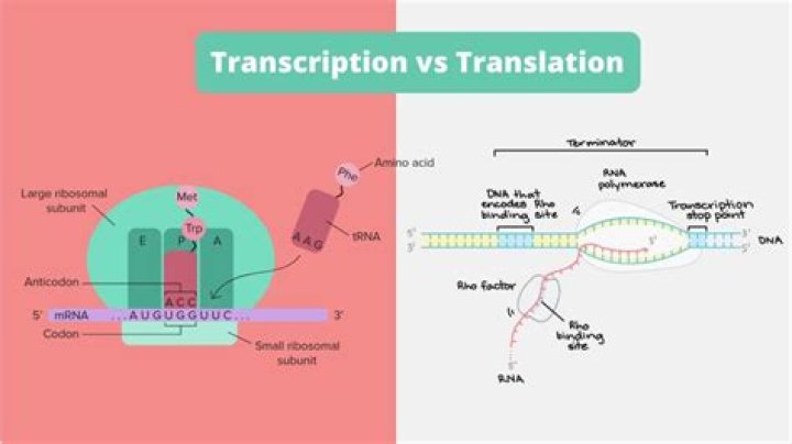 What is transcription and translation of DNA?