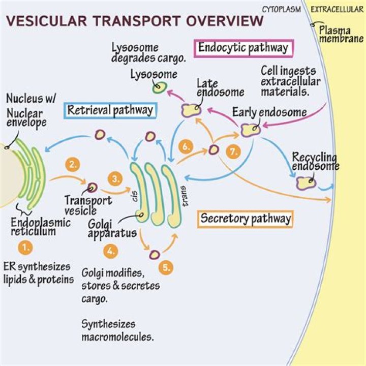 What is transported in vesicular transport?