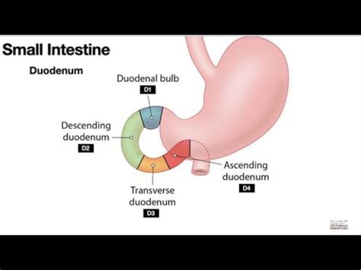 What is transverse duodenum?