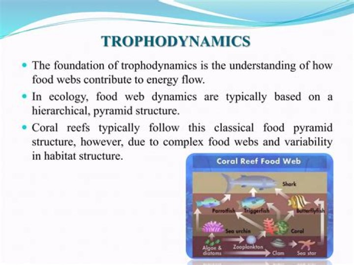 What is Trophodynamics?