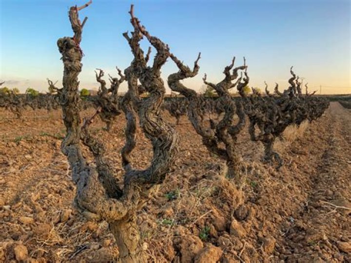 What is Ungrafted vines?