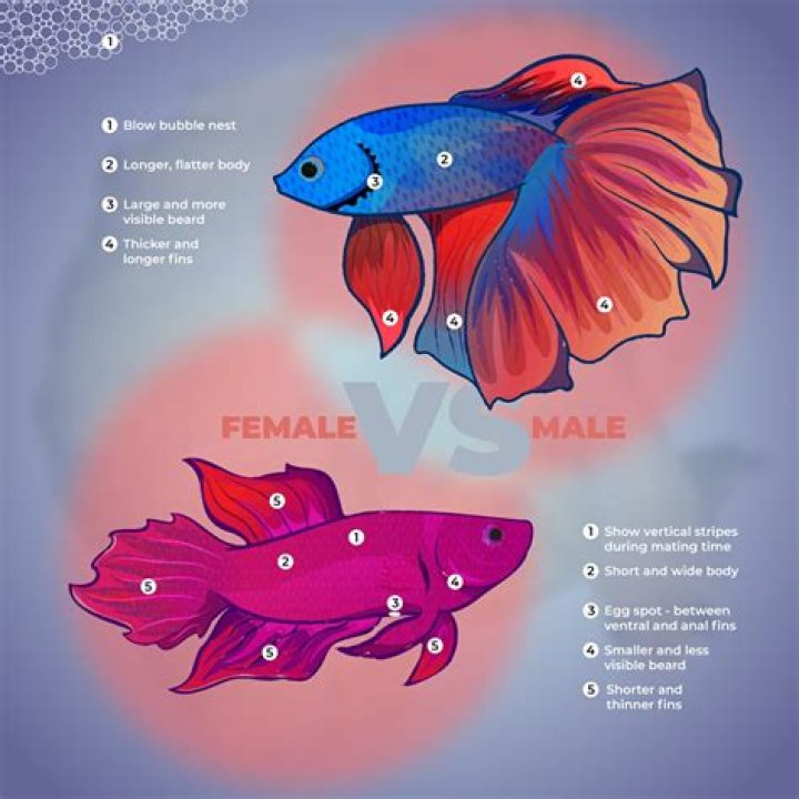 What is unique about a betta fish?