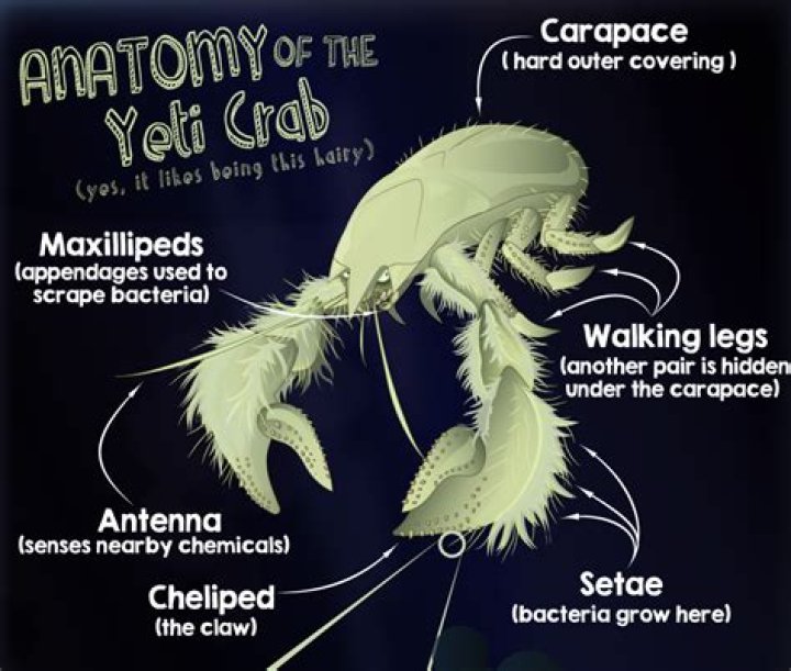 What is unique about a yeti crab?