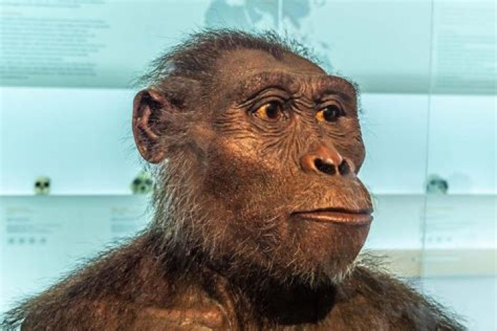 What is unique about Australopithecus sediba?