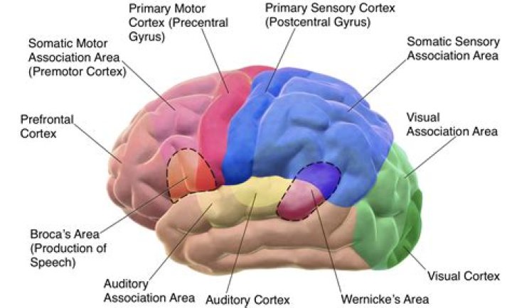 What is uragaan cortex used for MHW?