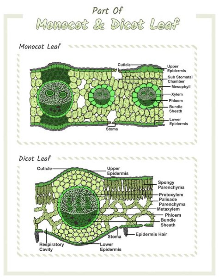 What is Vazhana Leaf?