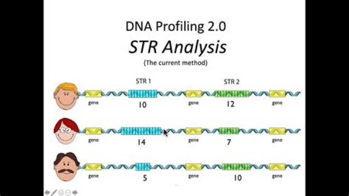What is Y-STR DNA?