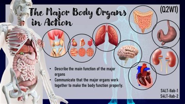 What job do organs perform?