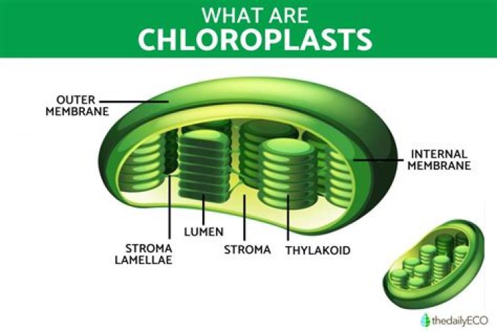 What job does the chloroplasts have?