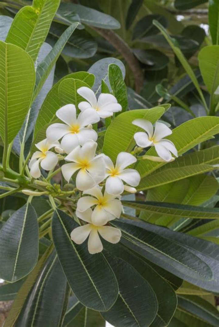 What kills frangipani rust?