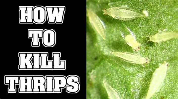 What kills hibiscus thrips?