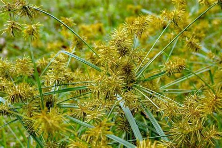 What kills yellow sedge?