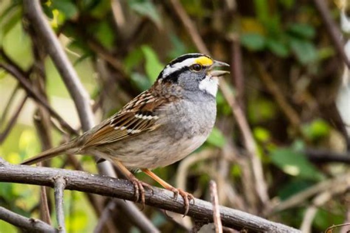 What kind of bird has yellow feet?