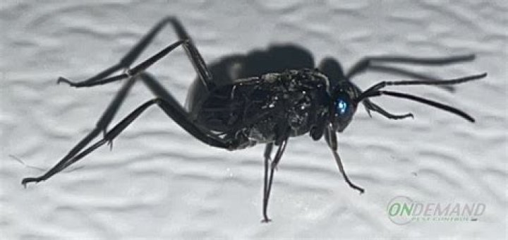 What kind of bug looks like a big black ant?