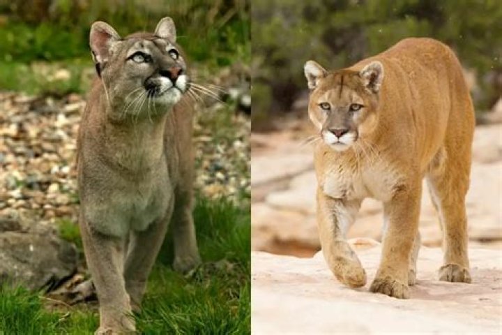 What kind of cat is a puma?