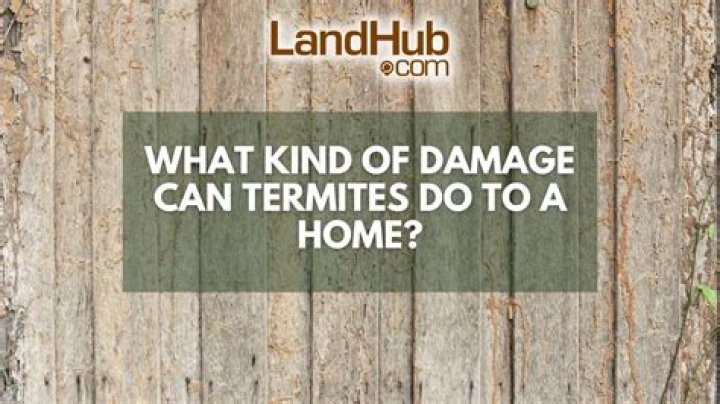 What kind of damage can termites do?