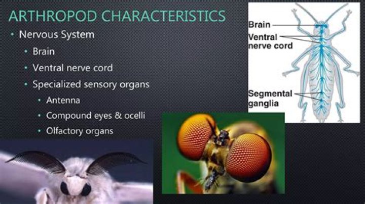 What kind of digestive system does an arthropod have?