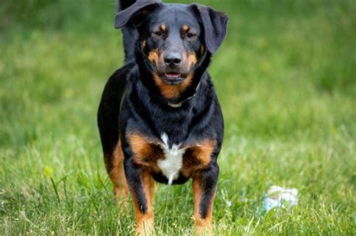 What kind of dog is a Rottweiler mix?