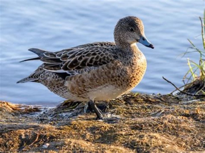 What kind of ducks are there in Ontario?