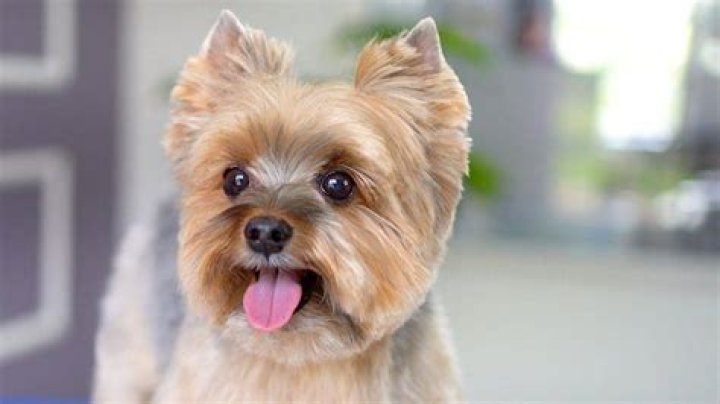 What kind of grooming do Yorkies need?