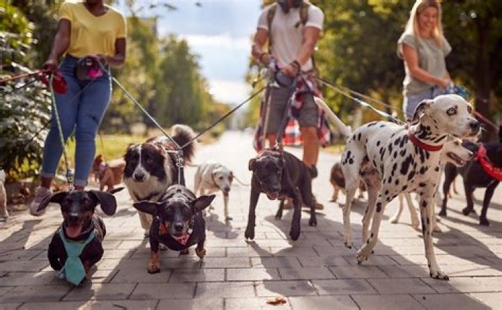 What kind of insurance do dog walkers need?