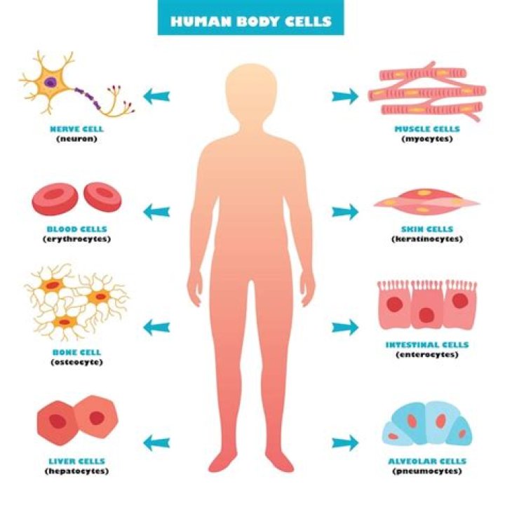 What kind of jobs do cells in the human body have to carry out?