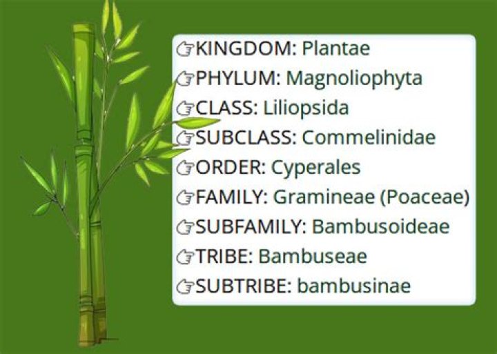 What kind of leaves does bamboo have?
