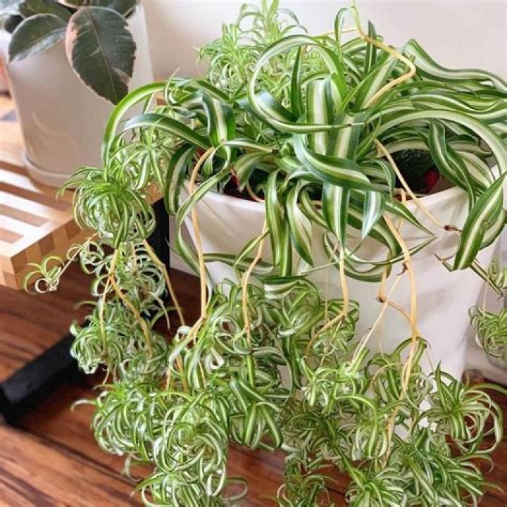 What kind of plant is mayana?