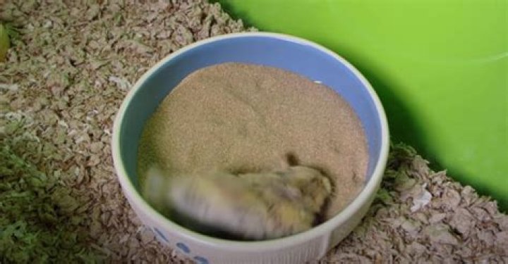 What kind of sand do you use for a hamster bath?