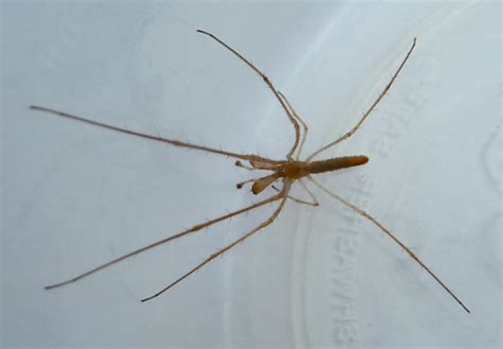 What kind of spiders live on docks?