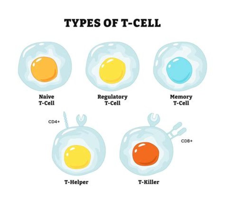 What kind of T cells are Jurkat cells?