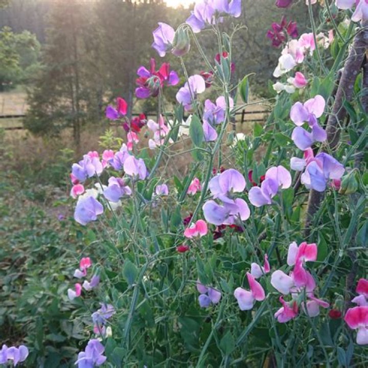 What kind of trellis do sweet peas need?