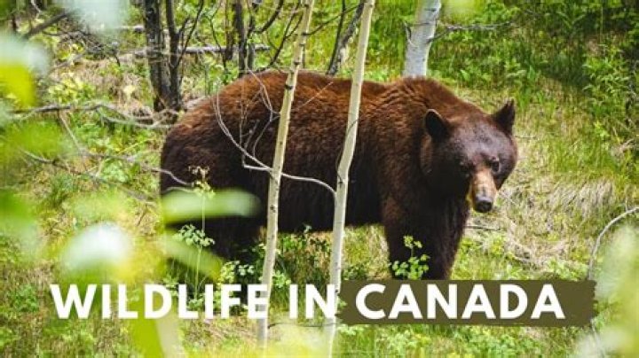 What kind of wildlife is in Newfoundland?