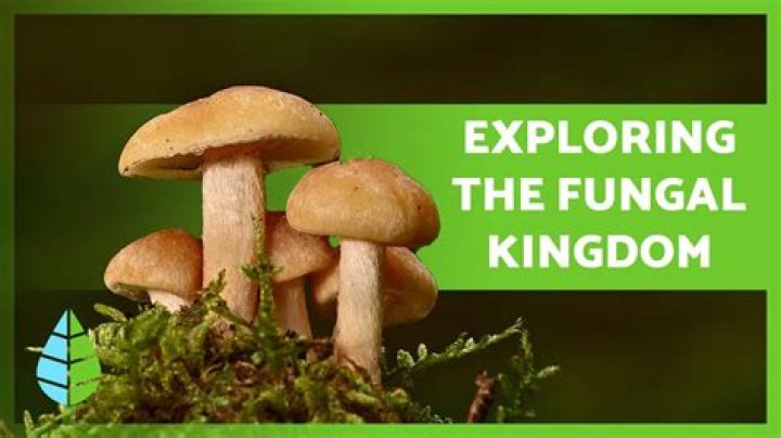 What kingdom does diatoms belong to?
