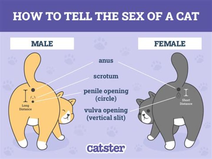 What kittens would say?