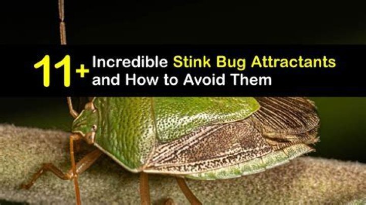 What liquid attracts stink bugs?