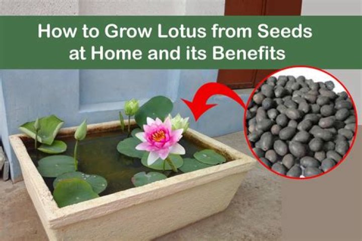 What lotus seeds contain?