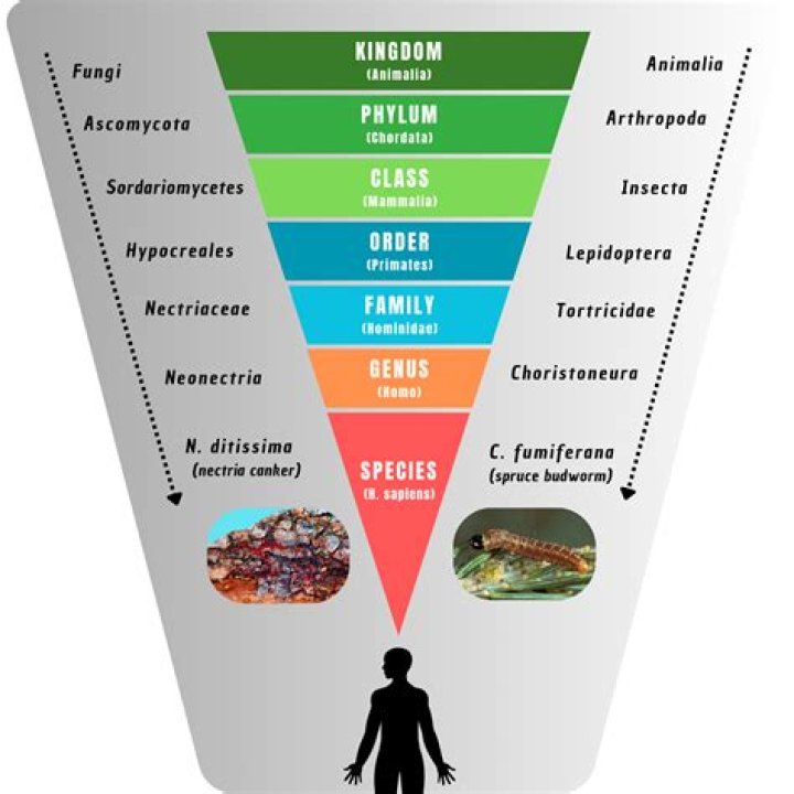 What makes a Hominidae a Hominidae?