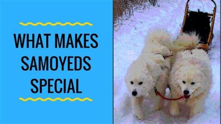 What makes Samoyeds special?