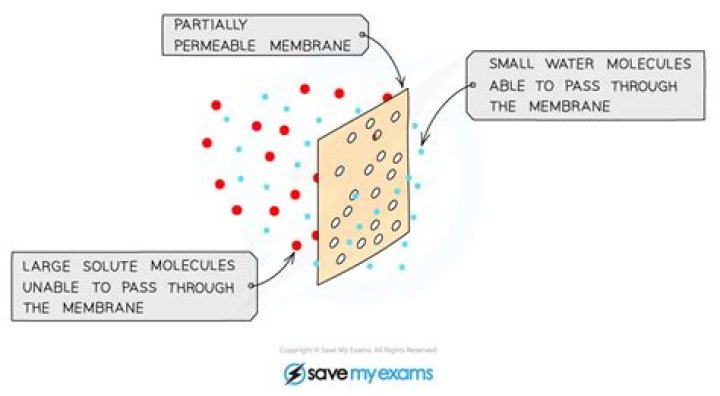 What molecules are membrane permeable?