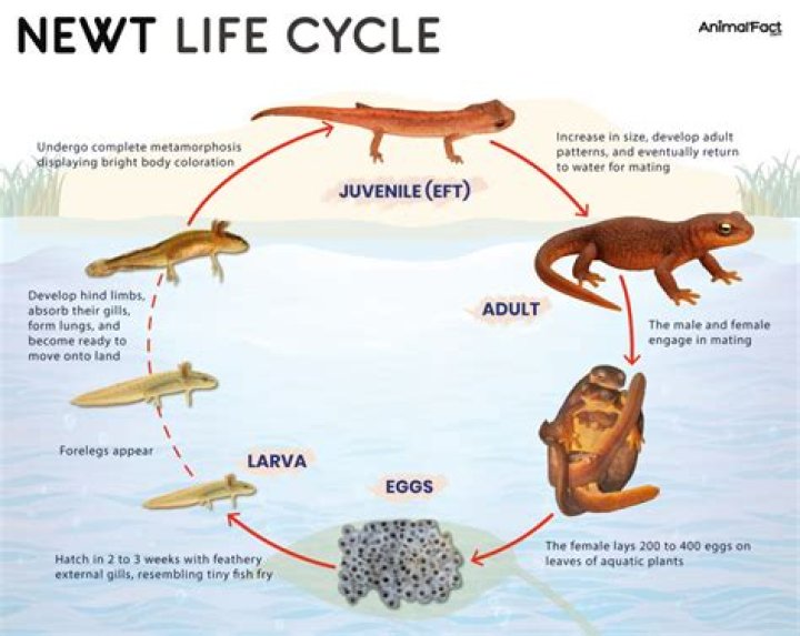 What month do newts return to the pond?