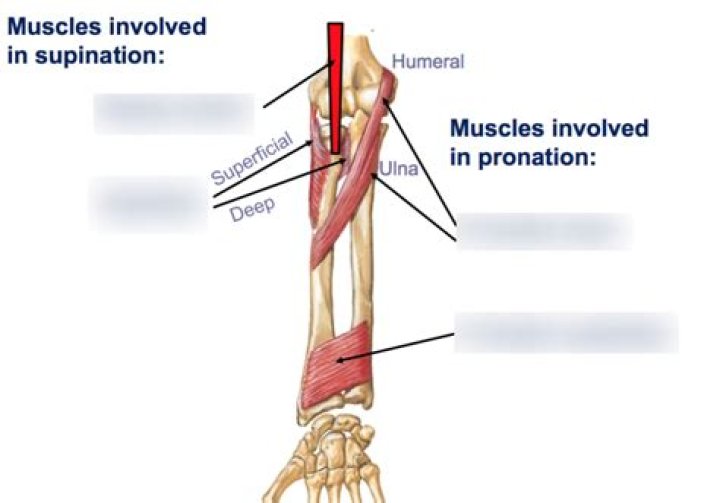 What muscle causes supination of the forearm?