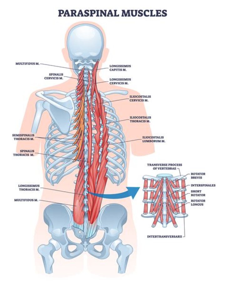 What muscles attach to lumbar vertebrae?