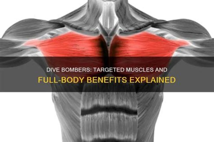 What muscles do dive bombers work?